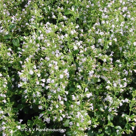 Calamintha nepeta nepeta - kleine bergsteentijm