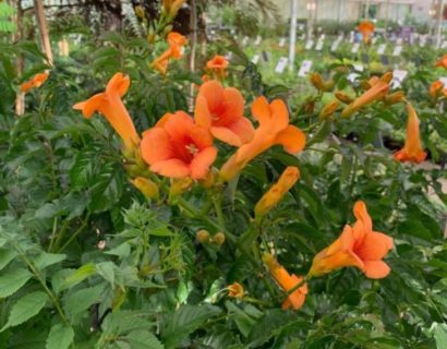 Campsis radicans ‘Indian Summer’ op stam