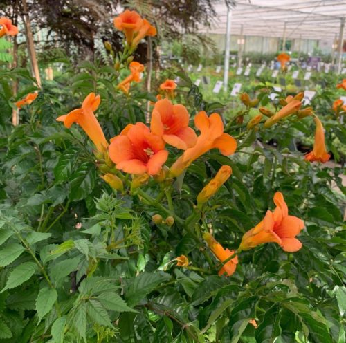 Campsis radicans ‘Indian Summer’ op stam - trompetklimmer