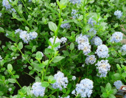 Ceanothus ‘Victoria’ op stam - Amerikaanse sering