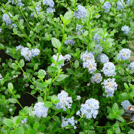 Ceanothus ‘Victoria’ op stam - Amerikaanse sering