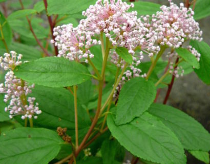 Ceanothus pallidus ‘Marie Simon’ - Amerikaanse sering