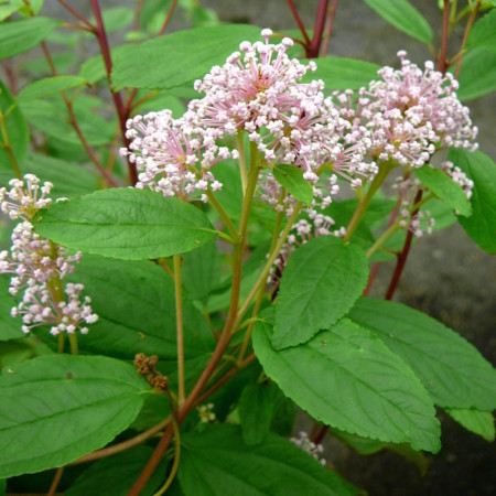 Ceanothus pallidus ‘Marie Simon’ - Amerikaanse sering