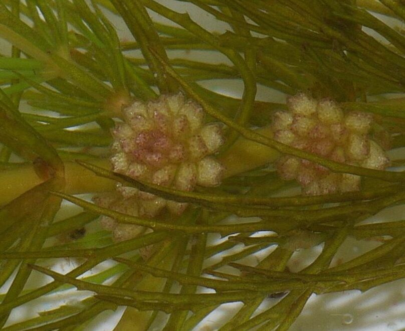 Ceratophyllum demersum - hoornblad