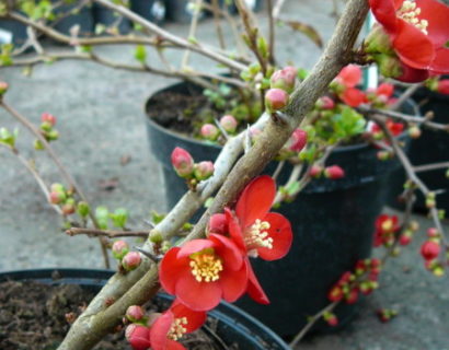 Chaenomeles superba ‘Crimson and Gold’