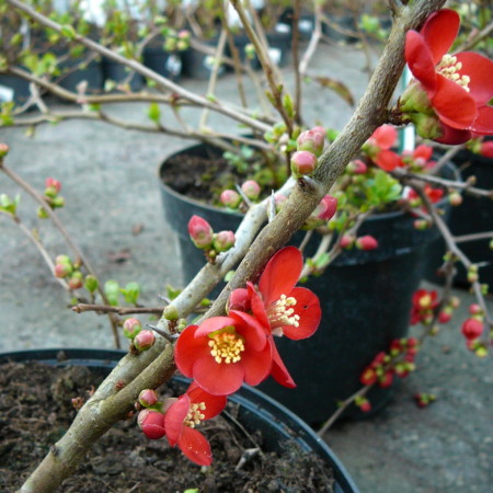 Chaenomeles superba ‘Crimson and Gold’ - Japanse kweepeer