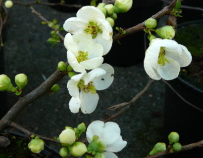 Chaenomeles superba ‘Jet Trail’ - Japanse kweepeer