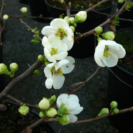 Chaenomeles superba ‘Jet Trail’ - Japanse kweepeer