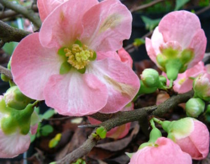 Chaenomeles superba ‘Pink Lady’