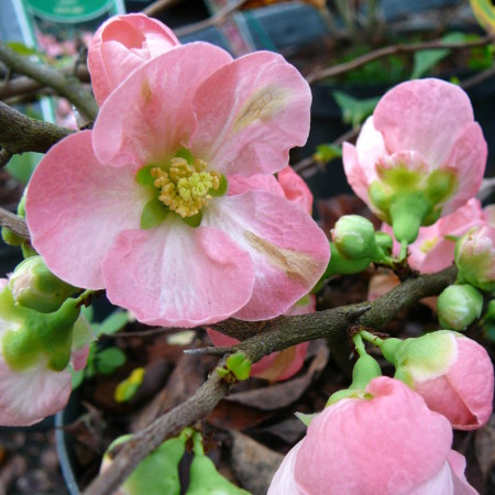 Chaenomeles superba ‘Pink Lady’ - Japanse kweepeer