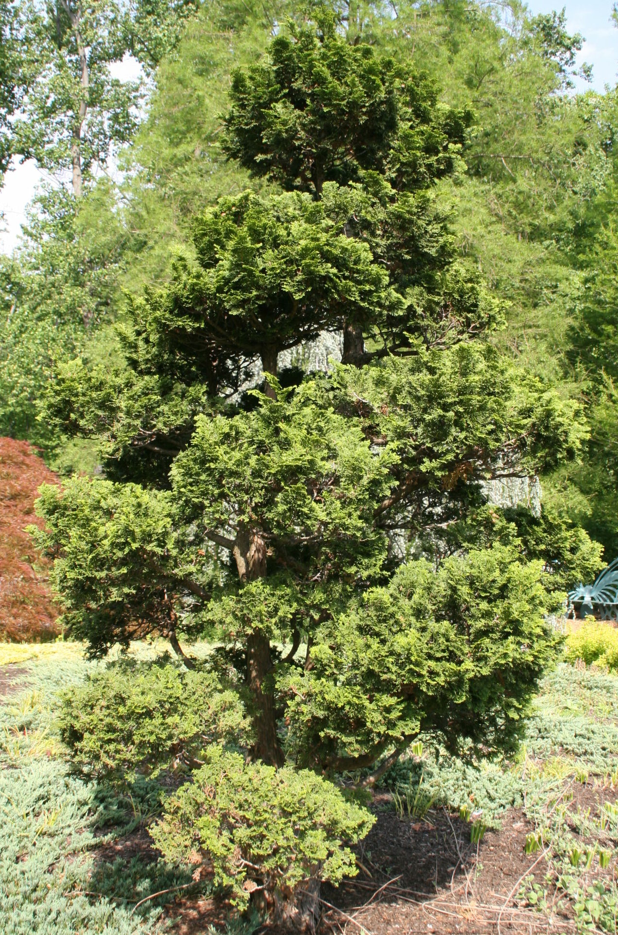 Chamaecyparis obtusa ‘Nana Gracilis’ - schijn- of dwergcypres