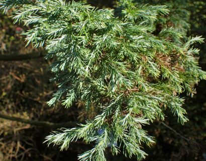 Chamaecyparis pisifera ‘Boulevard’ - blauwe schijn- of dwergcypres