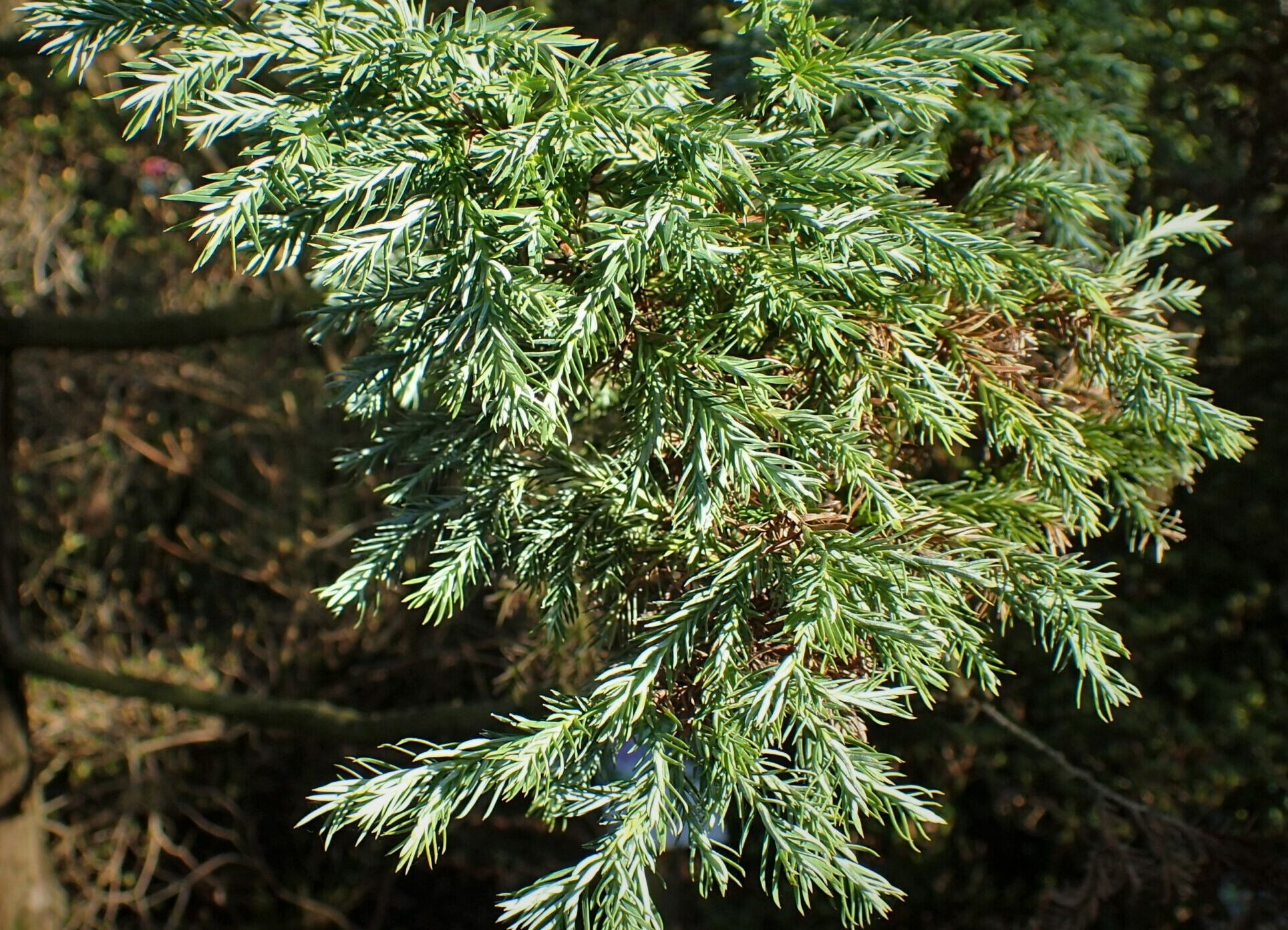 Chamaecyparis pisifera ‘Boulevard’ - blauwe schijn- of dwergcypres