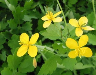 Chelidonium majus - stinkende gouwe