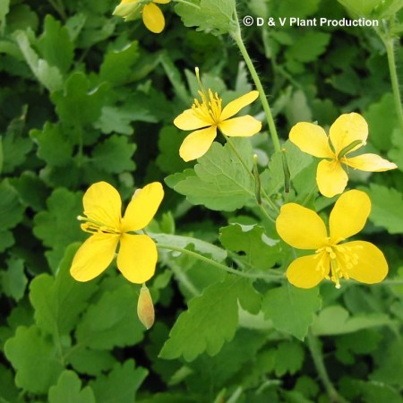 Chelidonium majus - stinkende gouwe