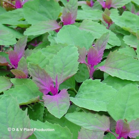 Chenopodium giganteum - boomspinazie