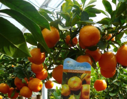 Citrus ‘Calamondino’