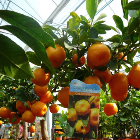 Citrus ‘Calamondino’ - calamondino, bittere kamer-sinaasappel