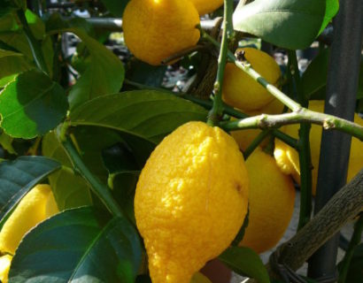 Citrus ‘Lemon’ (citroen)