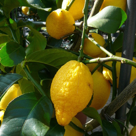 Detecteerbaar Eigenaardig pop Citrus 'Lemon' (citroen) - citroen kopen - Maréchal