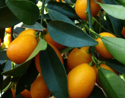 Citrus ‘Kumquat’