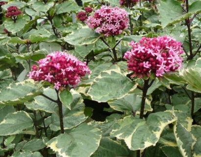 Clerodendron bungei ‘Pink Diamond’ - Kansenboom