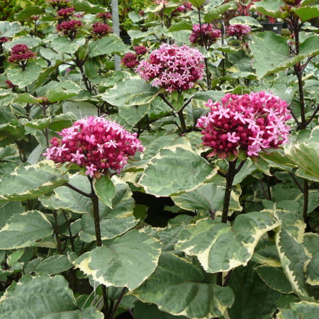 Clerodendron bungei ‘Pink Diamond’ - Kansenboom