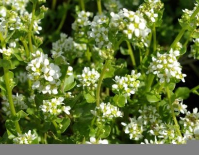 Cochlearia officinalis - lepelblad