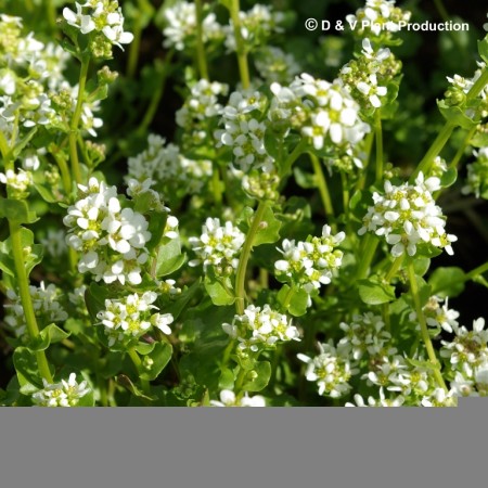 Cochlearia officinalis - lepelblad