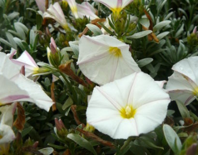 Convolvulus cneorum - zilverwinde