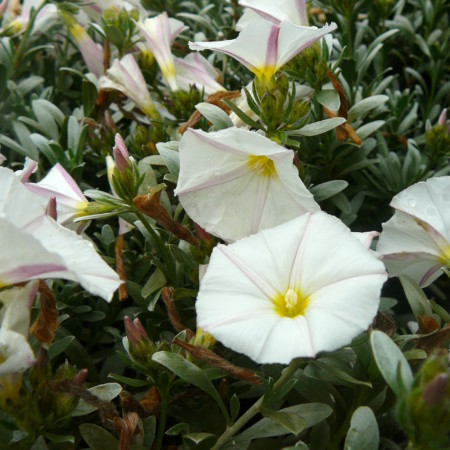 Convolvulus cneorum - zilverwinde