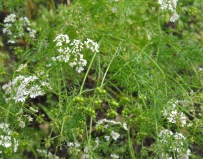 Coriandrum sativum - koriander