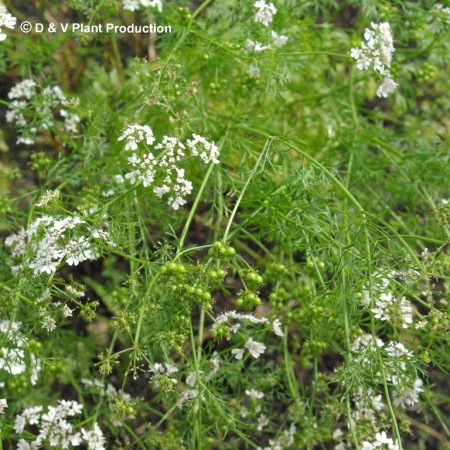 Coriandrum sativum - koriander