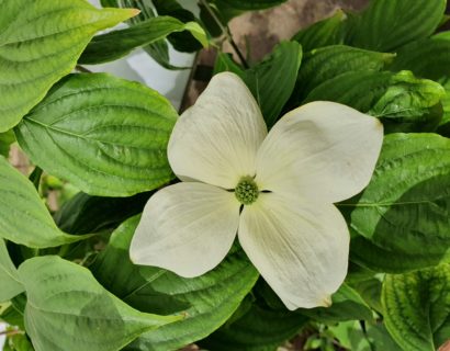 Cornus ‘Rutdan’