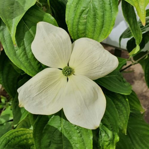 Cornus 'Rutdan' - kornoelje kopen - Maréchal