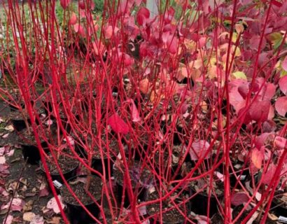 Cornus alba ‘Sibirica’ - rode kornoelje