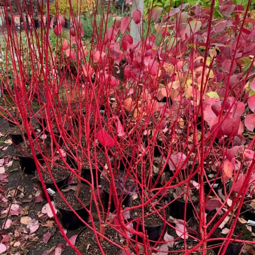 Cornus alba ‘Sibirica’ - rode kornoelje