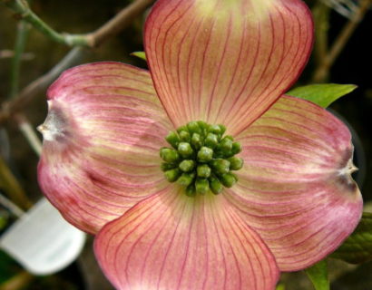 Cornus florida ‘Rubra’ - kornoelje