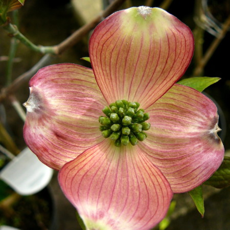 Cornus florida ‘Rubra’ - kornoelje