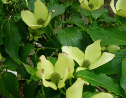 Cornus kousa ‘Milky Way’ - kornoelje