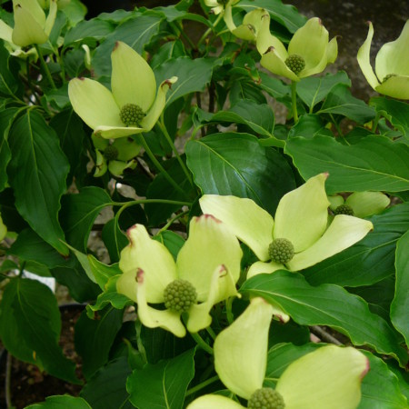 Cornus kousa ‘Milky Way’ - kornoelje