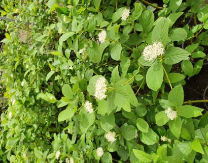 Cornus stolonifera ‘Flaviramea’ - gele kornoelje