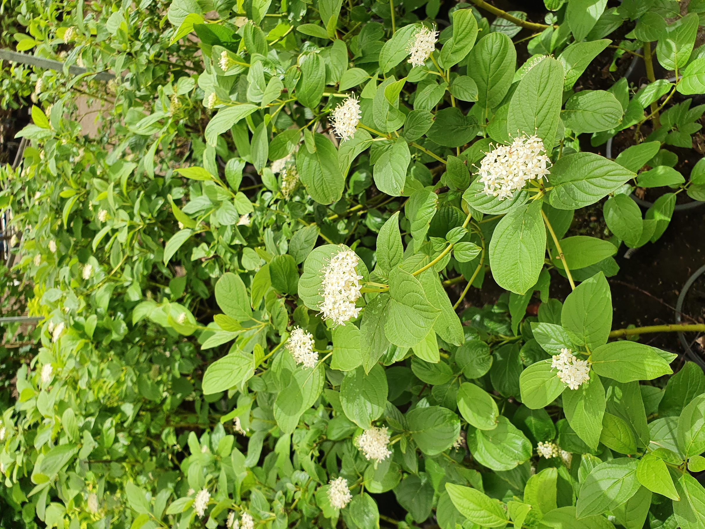 Cornus stolonifera ‘Flaviramea’ - gele kornoelje