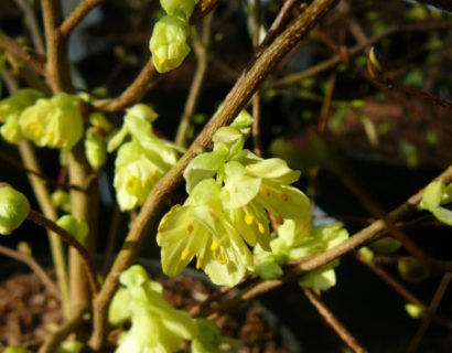 Corylopsis pauciflora - schijnhazelaar