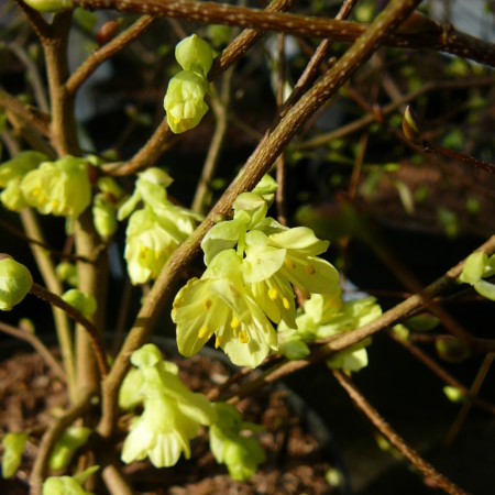 Corylopsis pauciflora - schijnhazelaar