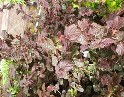 Corylus ‘Red Majestic’ - rode krulhazelaar