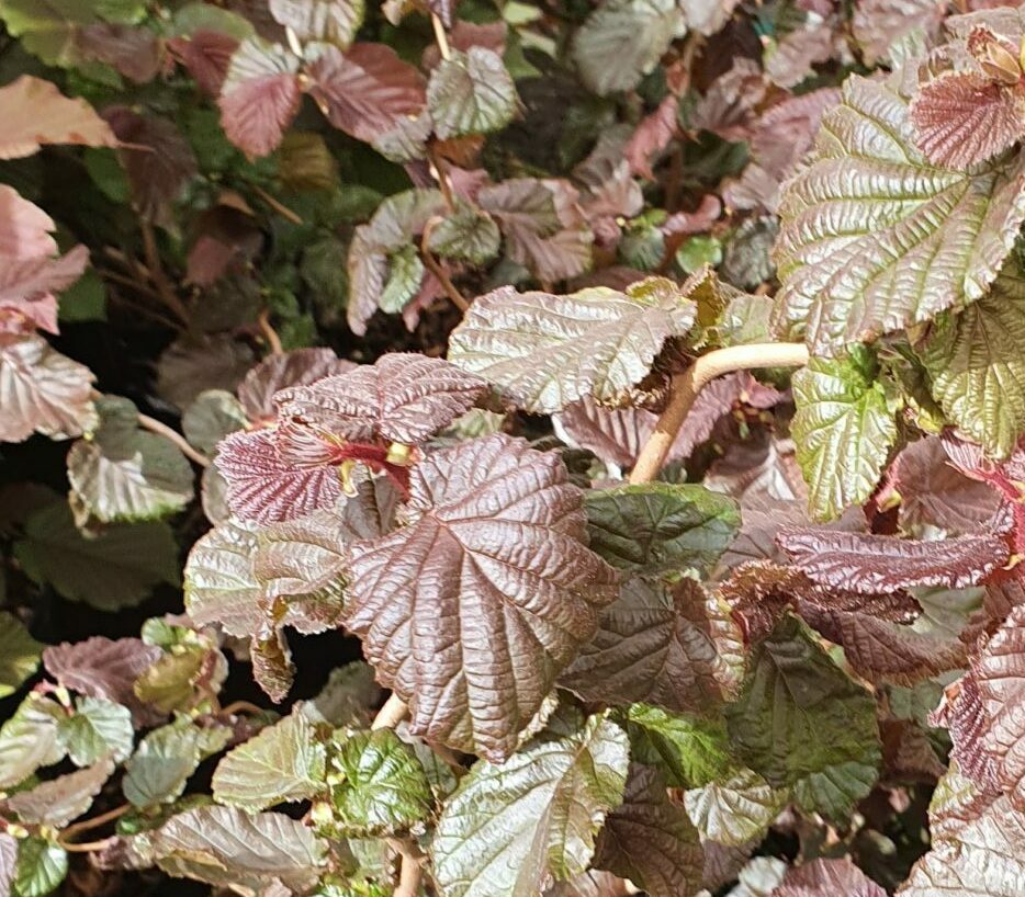 Corylus ‘Red Majestic’ - rode krulhazelaar