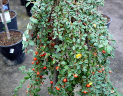 Cotoneaster suecicus ‘Coral Beauty’ op stam - dwergmispel