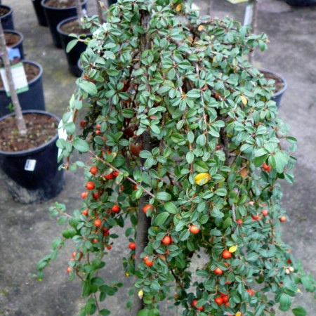 Cotoneaster suecicus ‘Coral Beauty’ op stam - dwergmispel