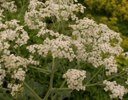 Crambe maritima - zeekool